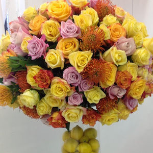 Meet your Posher, Tess